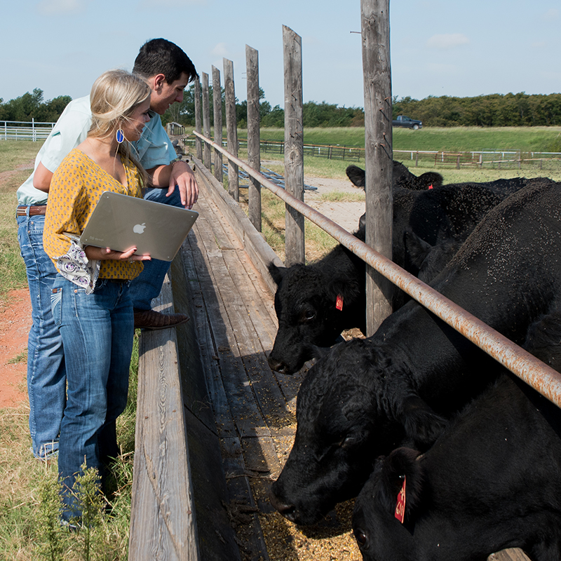 Students evaluating cattle