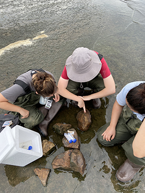 Science students hunting freshwater sponge