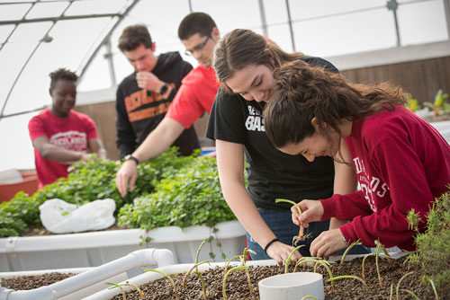 students working in greenhouse
